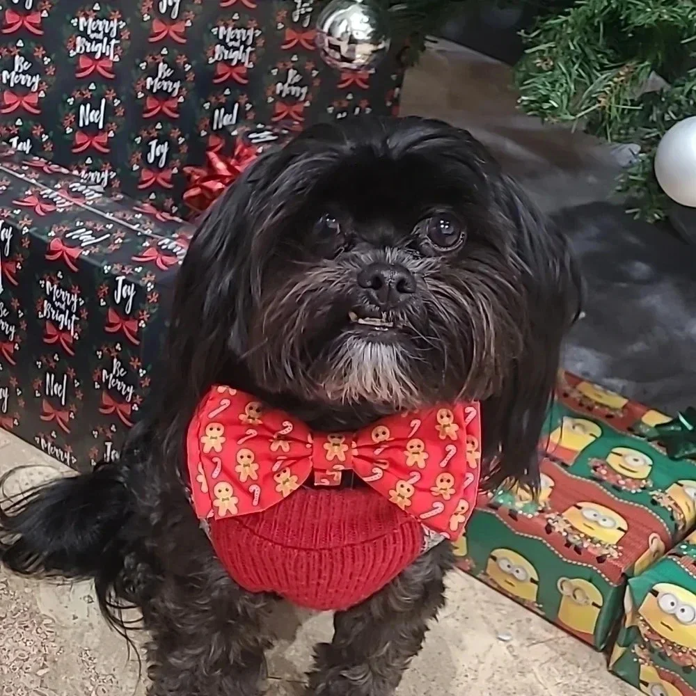 Gingerbread and Candy Cane Dog Bow Tie